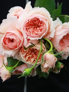 Zhenzhou Rose Shrub Bun Cut Flower Sun and Moon Light Fragrance Disease-Resistant Rose Seedlings Light-Loving Garden Seedlings