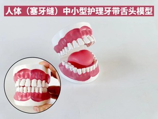 Small and Medium care tooth model with teeth seam oral cleaning with tongue model