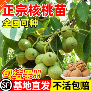 ��Ƥ���Ҙ�����ϱ���ͥԺ�������Լ޽ӱ�Ƥ�ش���Y��