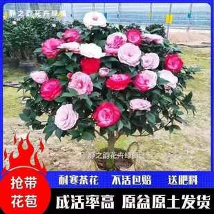 �ذ�ɽ�軨������ɫ�൤�ļ����������������̨ͥԺ�ͺ��������l