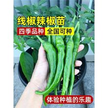 �����N�����������糯�콷��Ƥ��С���������ļ������߲˷N������