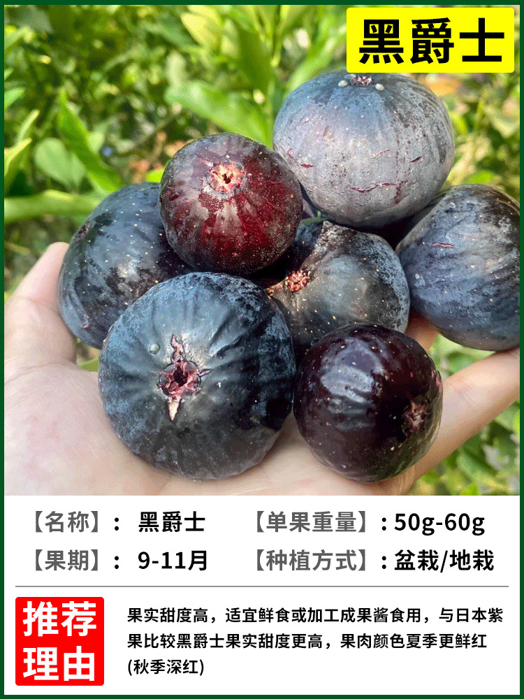 블랙재즈 6년근 모종 + 특수비료 [흙과 잎이 있는 1그루]