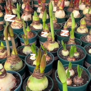 Amaryllis Blooms in the Same Year, Double-Petal Cold-Resistant Potted Plant, Indoor Balcony Blooms in All Seasons, Aliexpress Factory Direct Sales Cross-Border