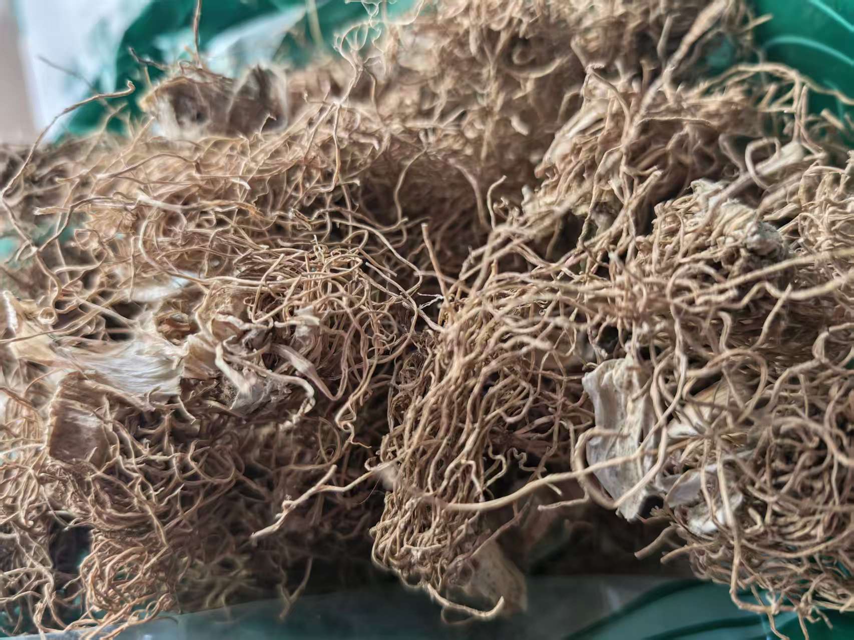 Scallion Root & Scallion White (Allium fistulosum) — Dried Culinary Herb for Cooking & Soup overview