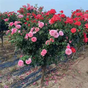 High-End Tree Stump Rose Extra-Large Flower Blooming in All Seasons Grafted Large Seedlings Lollipop Tree-Shaped Rose Seedlings with Buds