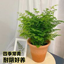 �F��ާ���ԃ����՚�����ȩ���ֲ���k�����·������҃ȾGֲ���B��