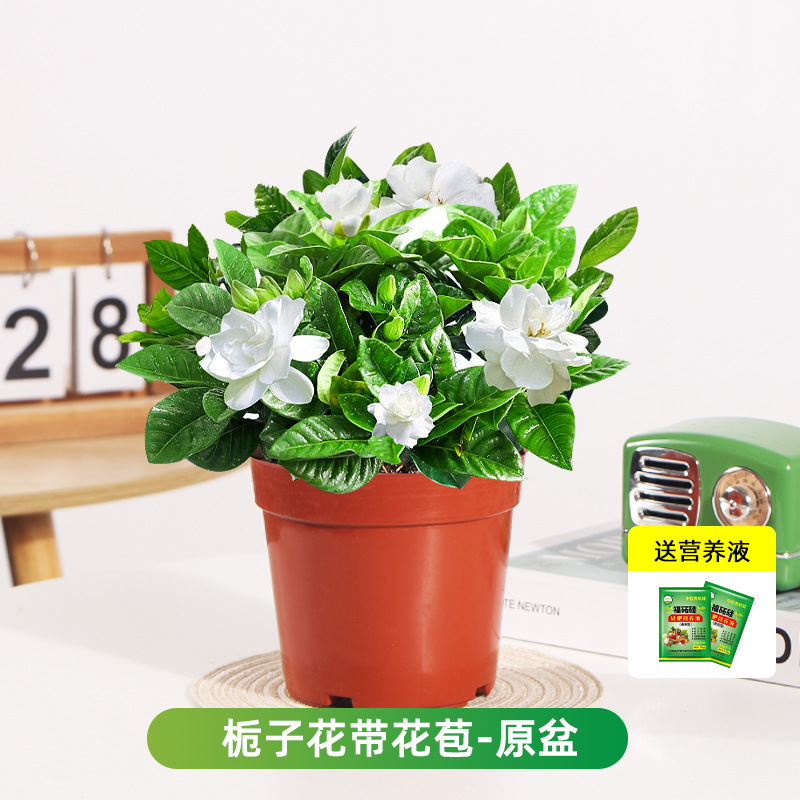 [프로모션 스페셜] 부티크 90#싹이 있는 치자나무(원래 화분 흙) + 영양액