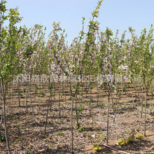 Ę繩 @־Gľ^p͘䴹zĻ