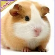 荷兰猪宠物彩色豚鼠老鼠兔活物幼崽疫苗已打活物养殖场直销荷兰兔