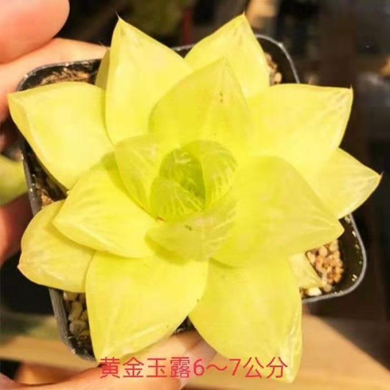 골든 제이드 듀 (6cm)