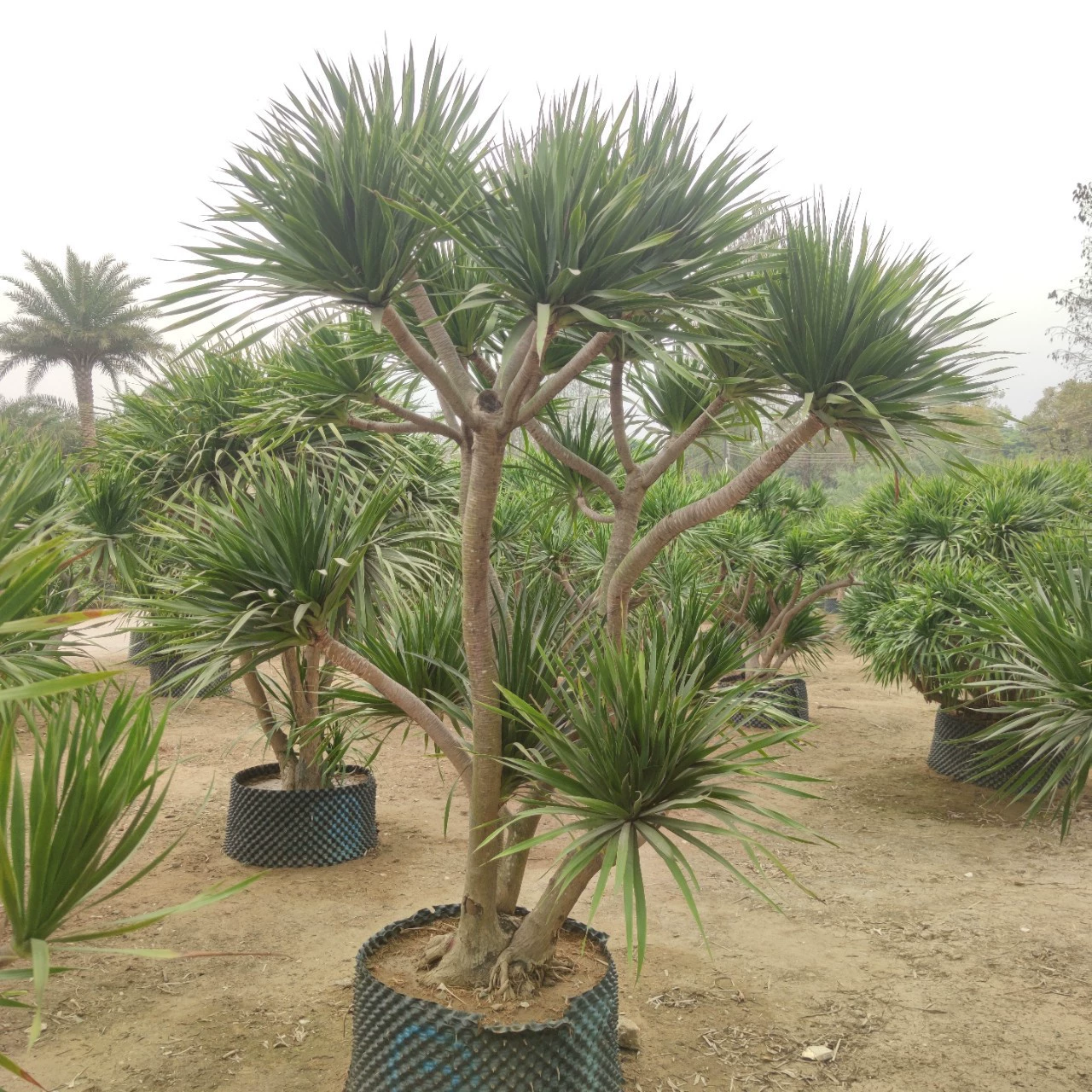 2303 база поставляет специальные отборные драконьи кровяные деревья высотой 2-3 метра