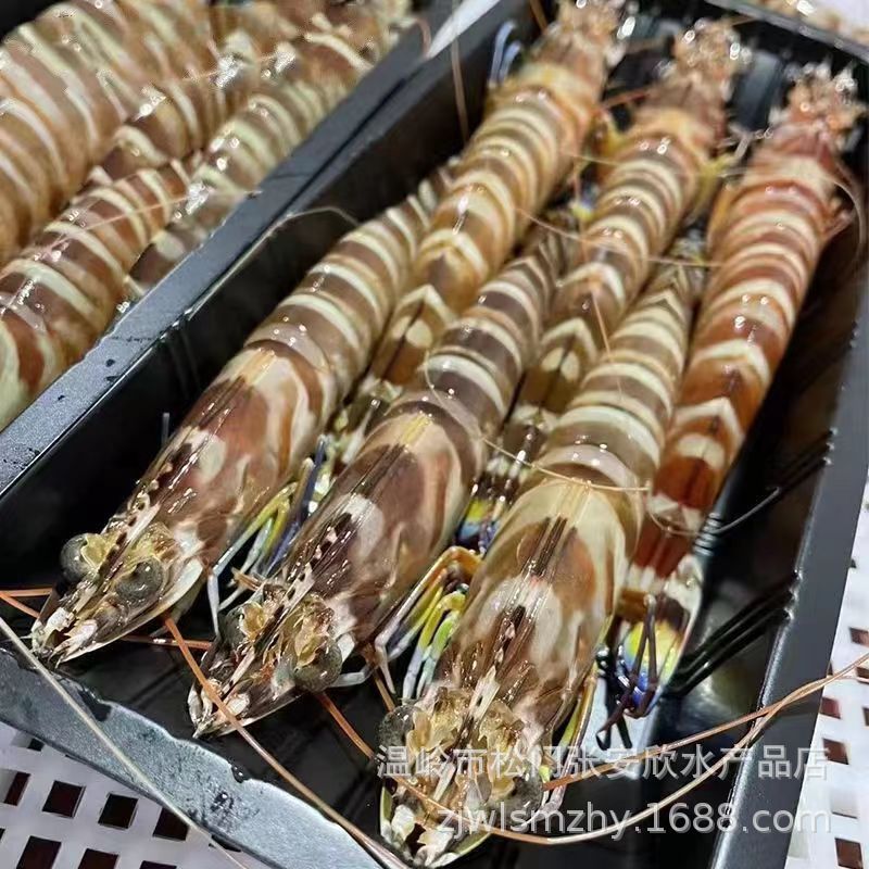 斑节虾超大号九节虾刺身生呛大虾海鲜鲜活速冻竹节虾生鲜基围虾