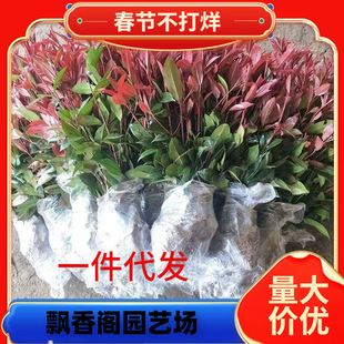 �t�~ʯ������tͥԺ�h�ʾG�hֲ���ļ����໨�@�e���G������