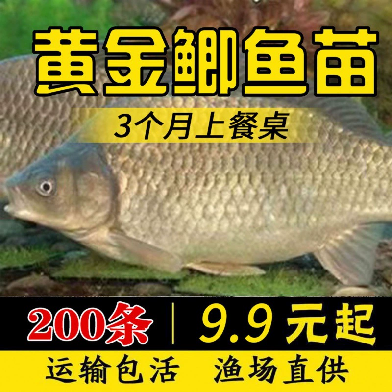 [螺蛳鱼苗养殖活体鲫鱼苗鱼苗草鱼苗型鱼青包活鱼塘四大快淡水大家]