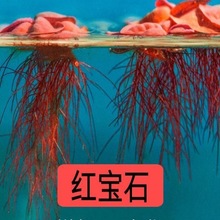 �~�׾Gֲ�쾰�[��ˮ���������B�~�B����ˮ���Bֲ����݃���ˮ�|