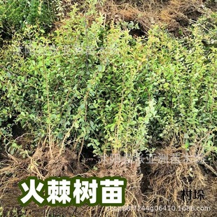 �������l���|��С�� �𼬾G���� ͥԺ�^�pֲ�� �M��t������