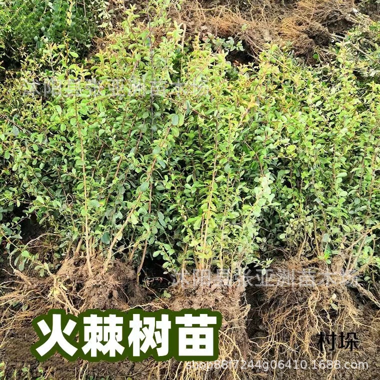 基地批发优质火棘小苗 火棘绿化苗 庭院观赏植物 满树红果火棘苗