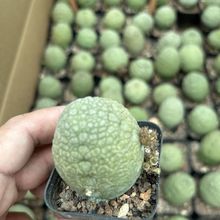 ϡ�����������������ˏ�ƶ���ֲ��-�Դ�Ȥζ�ȳ�����