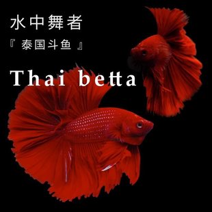 ̩�����~�{�������Rβĸ�~���~�^�p�~���~���B���w���ﵭˮ�~�~��