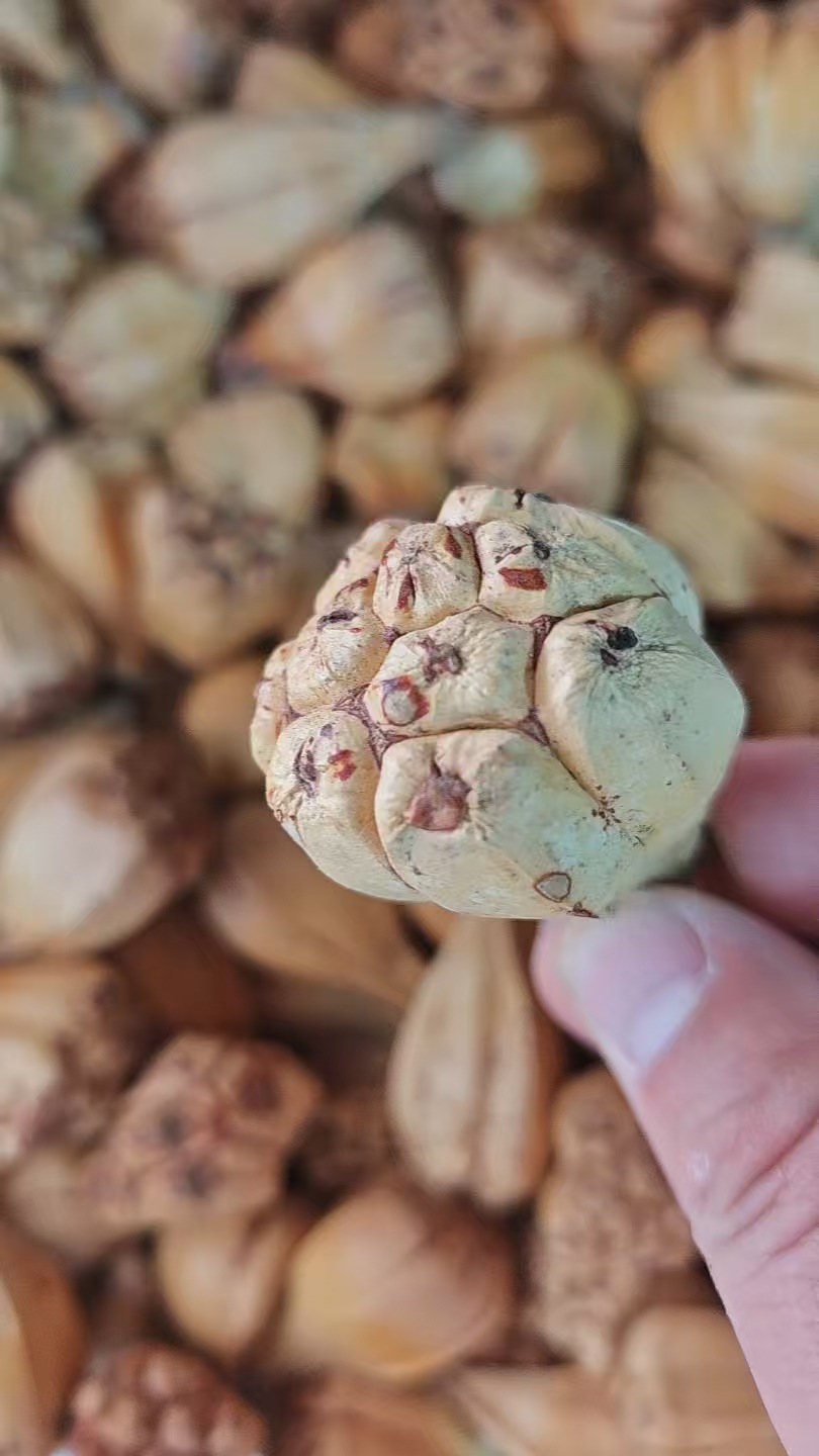 Shan Bo Luo (Pandanus tectorius) Dried Wild Pineapple Seeds — Hainan Food Herb for Cooking specifications