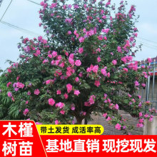 木槿花树苗可食用棒棒糖木槿花树重瓣大苗阳台庭院盆栽四季耐寒开