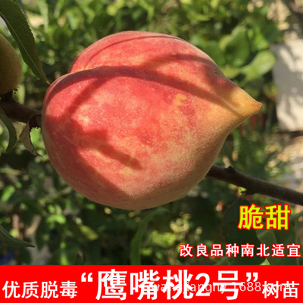 苗圃现挖现发 鹰嘴桃早中晚熟桃树苗 地栽庭院种植中华寿桃福桃如
