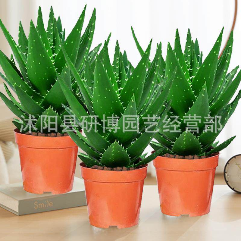Curacao Aloe Vera sala de macetas belleza irrigación piel verde escritorio de oficina carne ciudad que nunca duerme Aloe Vera flores cactus