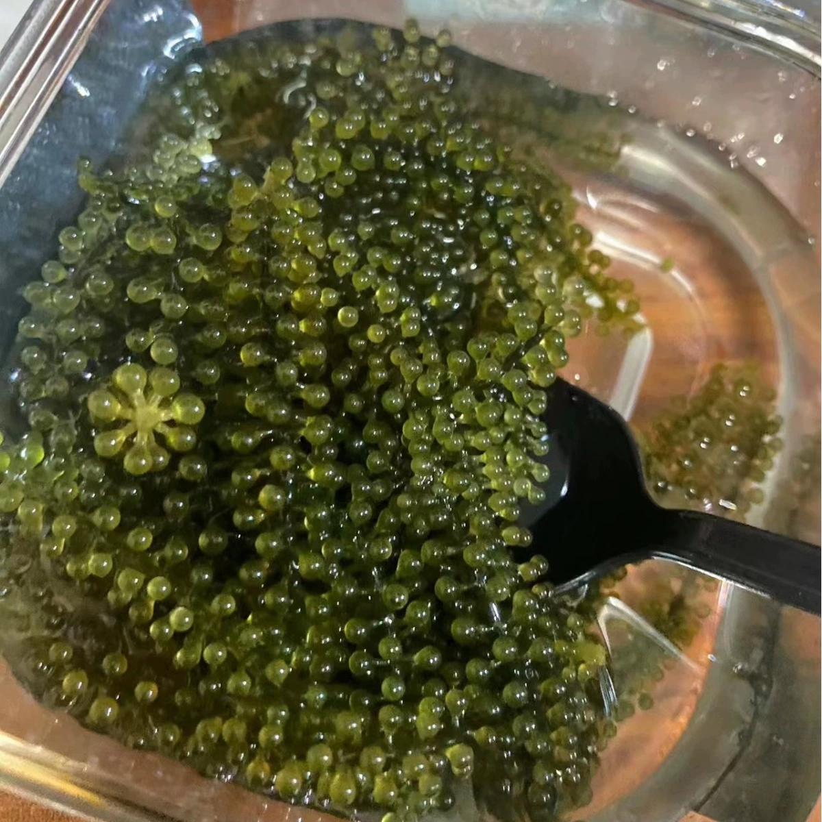 Соленый морской виноград 100г, измельченные водоросли, готовые к употреблению, долговечные водоросли, вакаме, суши, зеленая рыба, оптом