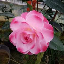 品种茶花友之浦迷茫的春天斑水屋吉卜赛女郎四季茶弁天神乐黑魔法