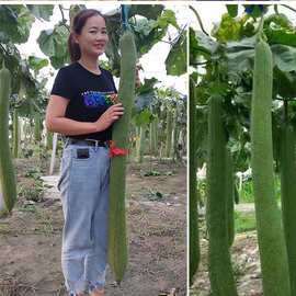 种植源头丝瓜烙软瓜段洗锅刷洗碗布厨房清洁刷整根长丝瓜络条代工