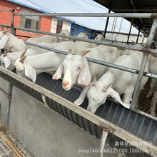 广西黑山羊养殖 肉羊养殖场黑山羊成本 美国白山羊哪里有卖的羊羔