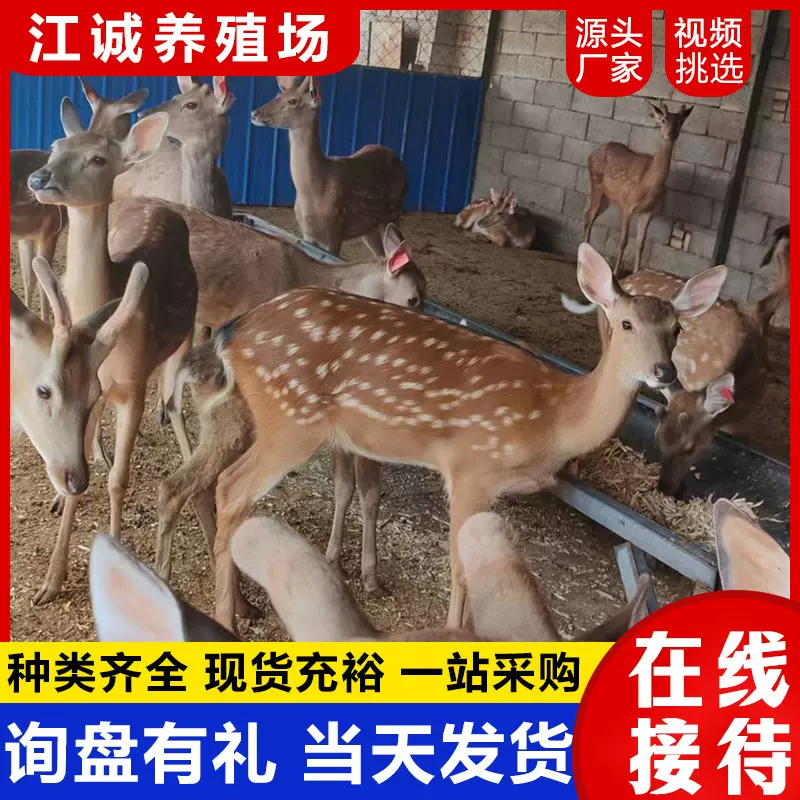 梅花鹿活体幼崽 萌宠乐园观赏动物梅花鹿 观赏投喂温顺 小鹿养殖