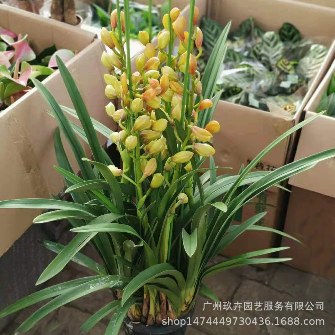 Цимбидиум цветок наблюдение растение Орхидея Цветочный горшок цветок рассада гостиная балкон двор Настольный Зеленый завод период цветения многолетний цветок