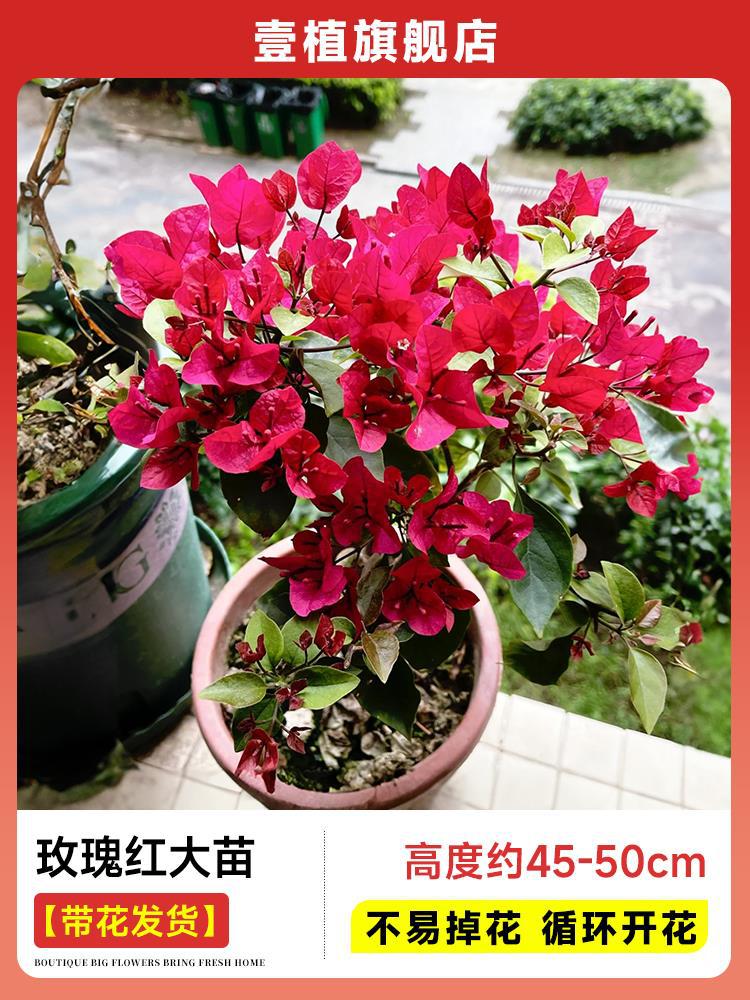 [꽃과 함께 배송] 장미빛 붉은 모종 [45-50cm丨떨어지기 쉽지 않음丨계절꽃]