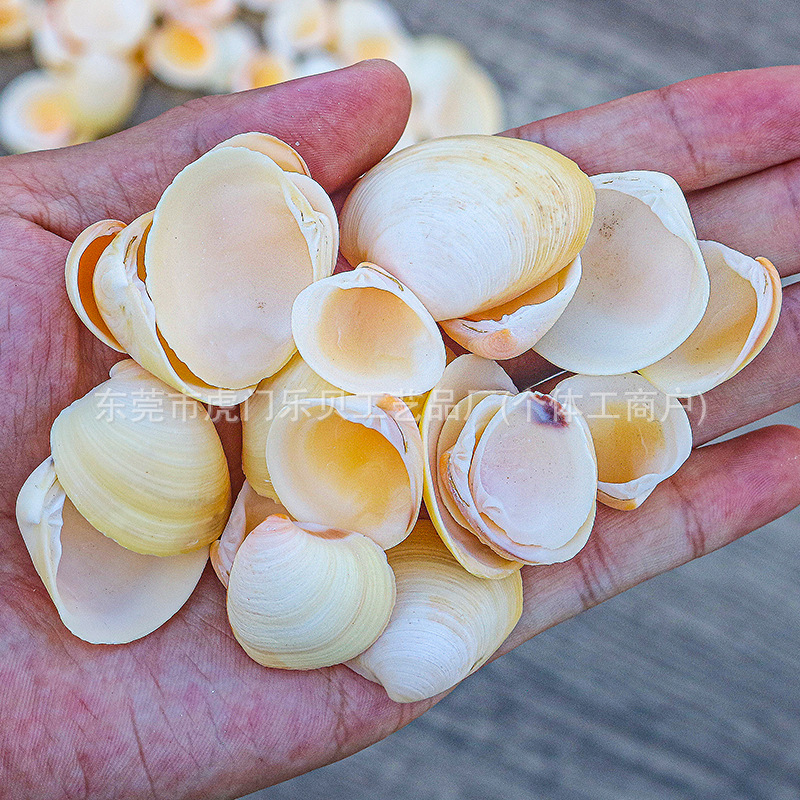 Concha Daquan natural con cera de pescado, materiales decorativos mediterráneos DIY al por mayor
