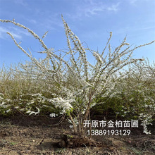 长期供应 珍珠绣线菊0.4-1米高 绿化苗木绿篱 灌木珍珠绣线菊球