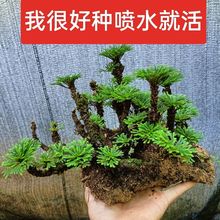 卷柏盆栽-迷你室内绿植防辐射空气净华精致假山造景九死还魂草
