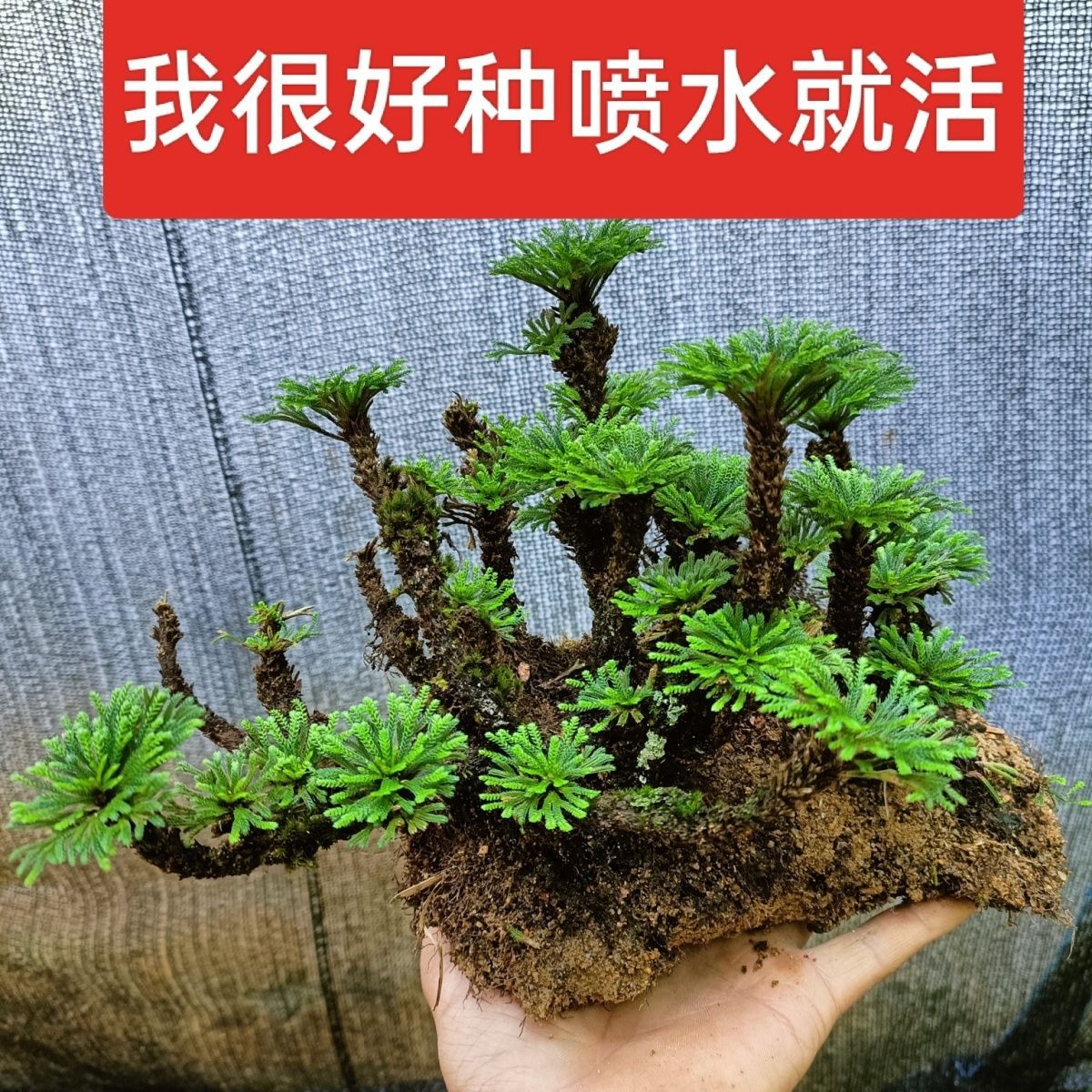 卷柏盆栽-迷你室内绿植防辐射空气净华精致假山造景九死还魂草