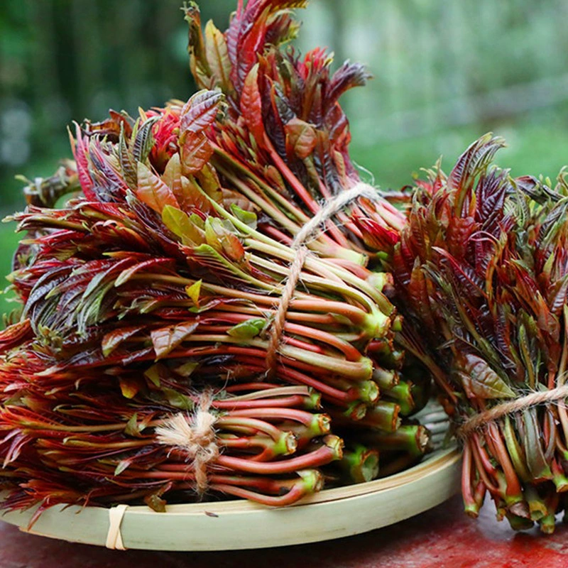 Красное масло семена Тоона Синенсис гидропонное выращивание новой продукции семена Тоона Синенсис ростки Тоона Синенсис рассада ростки овощей Таона Синенсис ростки