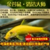 [Hot Selling Limited Edition] Fish King Grade Golden Moss Rat 16~18CM 1 piece
