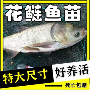 ���|�����~����^�~�����^�~������~����~���ݽz���~���~����w