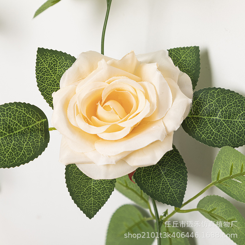 香槟色（花朵）