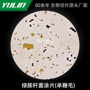 Green Absterium Coating Piece Single Whip Bio Slice Laboratory Research Microscope Slide College Teaching Microbial