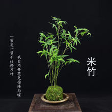 苔玉 苔玉品牌 图片 价格 苔玉批发 阿里巴巴