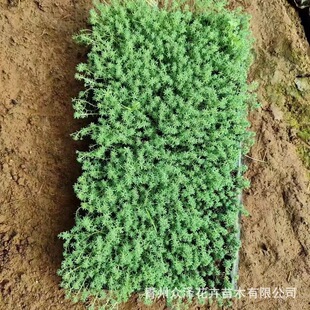 ���A�������l��ѩ�f���� �G�������� �I�B�� ���P Ҏ��ȫ