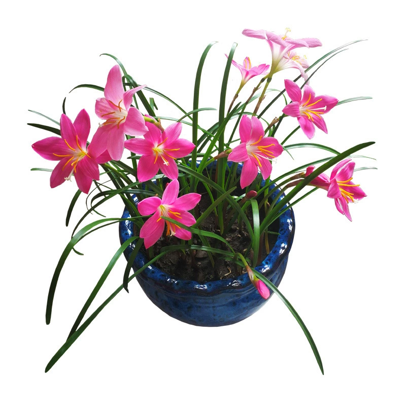 Растение орхидеи фэнъюй шар орхидеи фэнъю розовый цветок в горшке луковица растение четыре сезона зеленое растение шарик Порея рассада