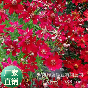 ���l�t��ѩ�շN��   ���U�t����Ŀ��   �pɫѩ�� ����ѩ��