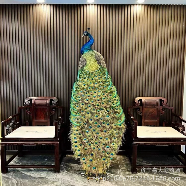Павлин образец украшения Павлин украшение Павлин открытый экран перо гостиная отель фотография Павлин образец украшения