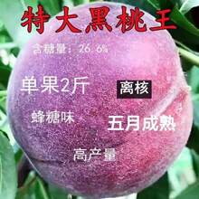 桃树新品种中华黑桃王桃树苗黑桃皇后树苗9-10月成熟南北方种植