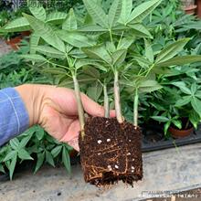 �lؔ��С���粻���費�����M�����Ԙ�ľ�m�Ͽ͏d�[�ŵľGֲ��